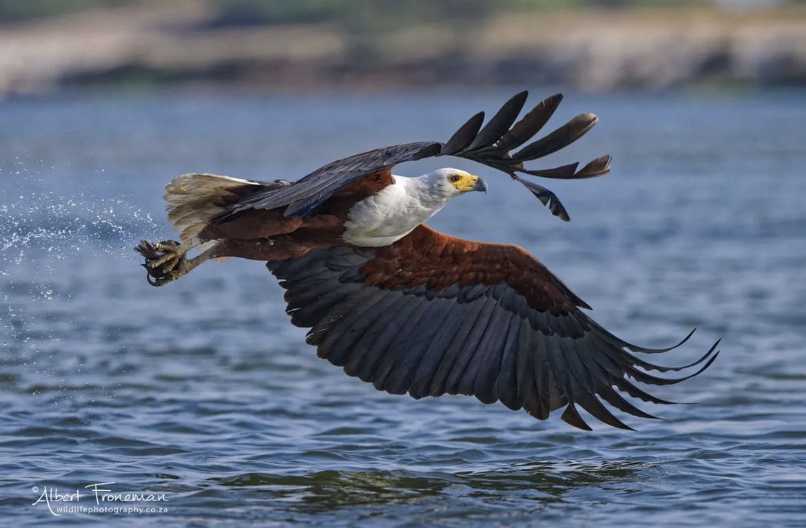 African Fish Eagle flying along the surface of the Zambezi River