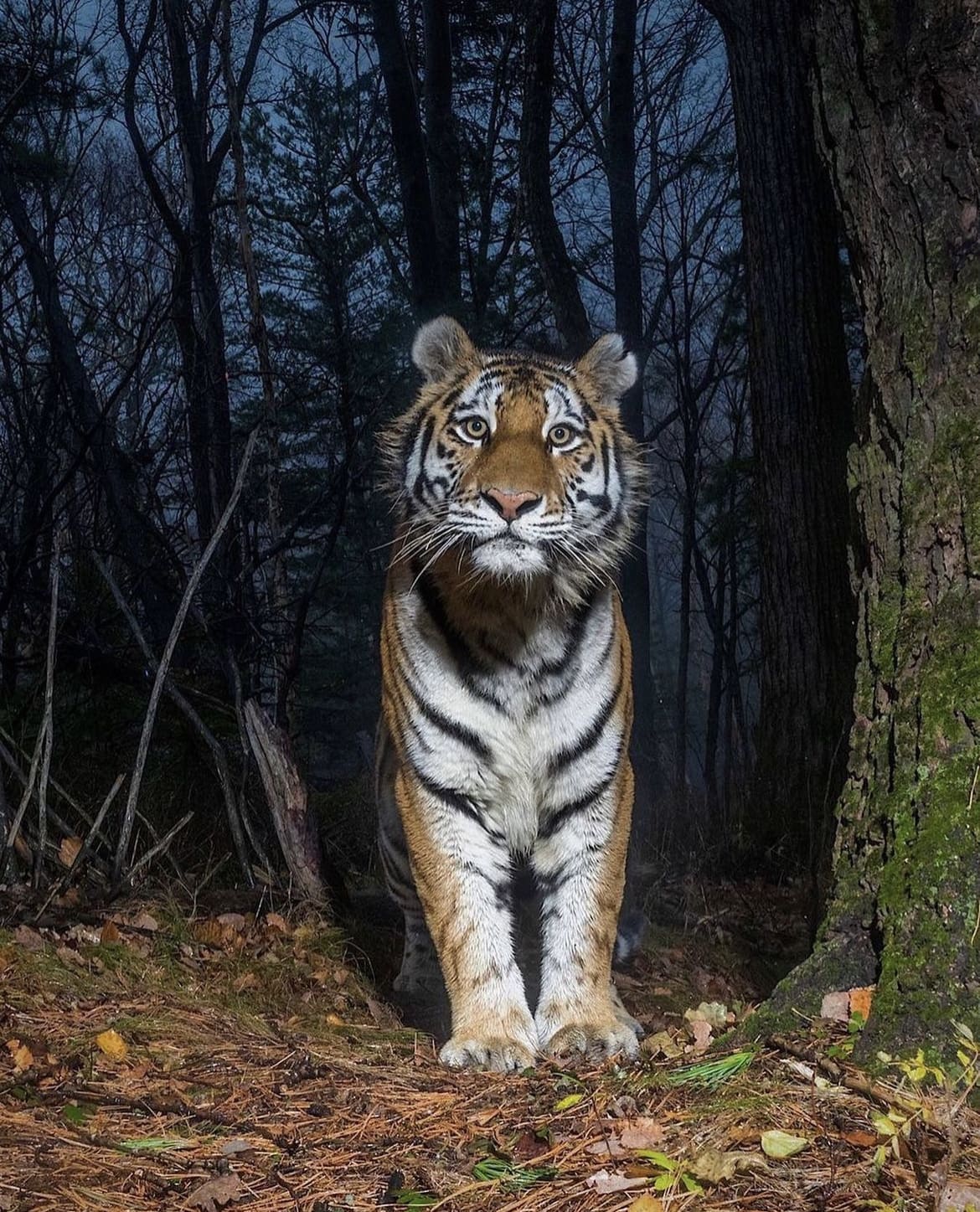 Wildlife caught on a forest camera trap