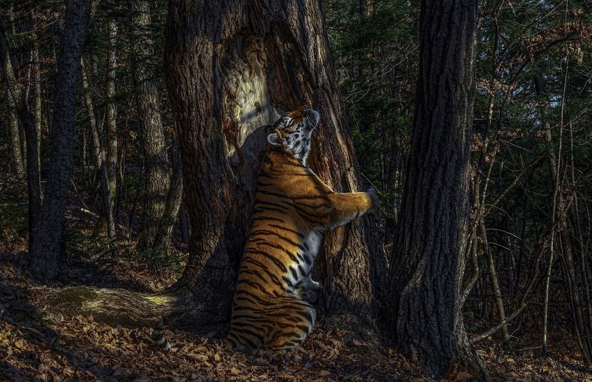 Large male Siberian Tiger scent-marking in the Russian wilderness