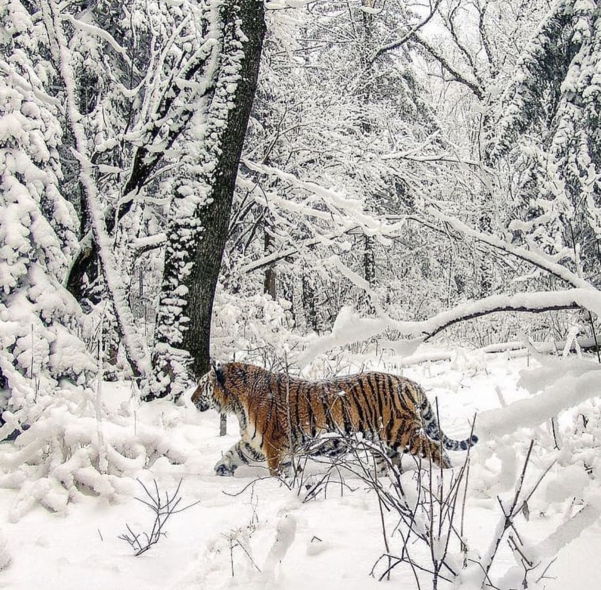 Predators lurk in the snow covered forests of Russia