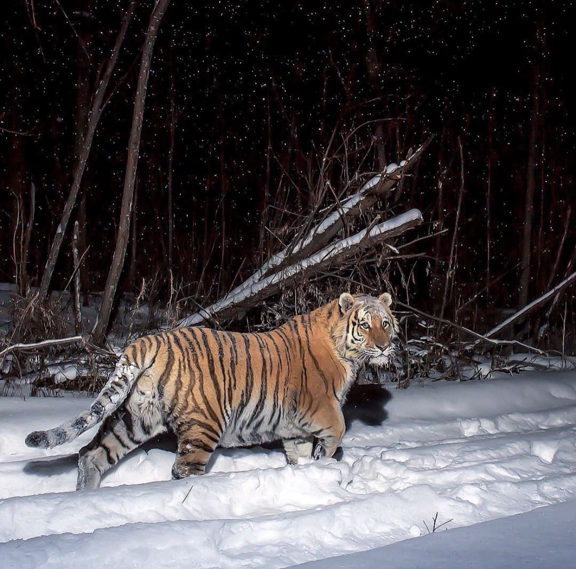 Amur Tiger caught on camera trap, under the cover of darkness