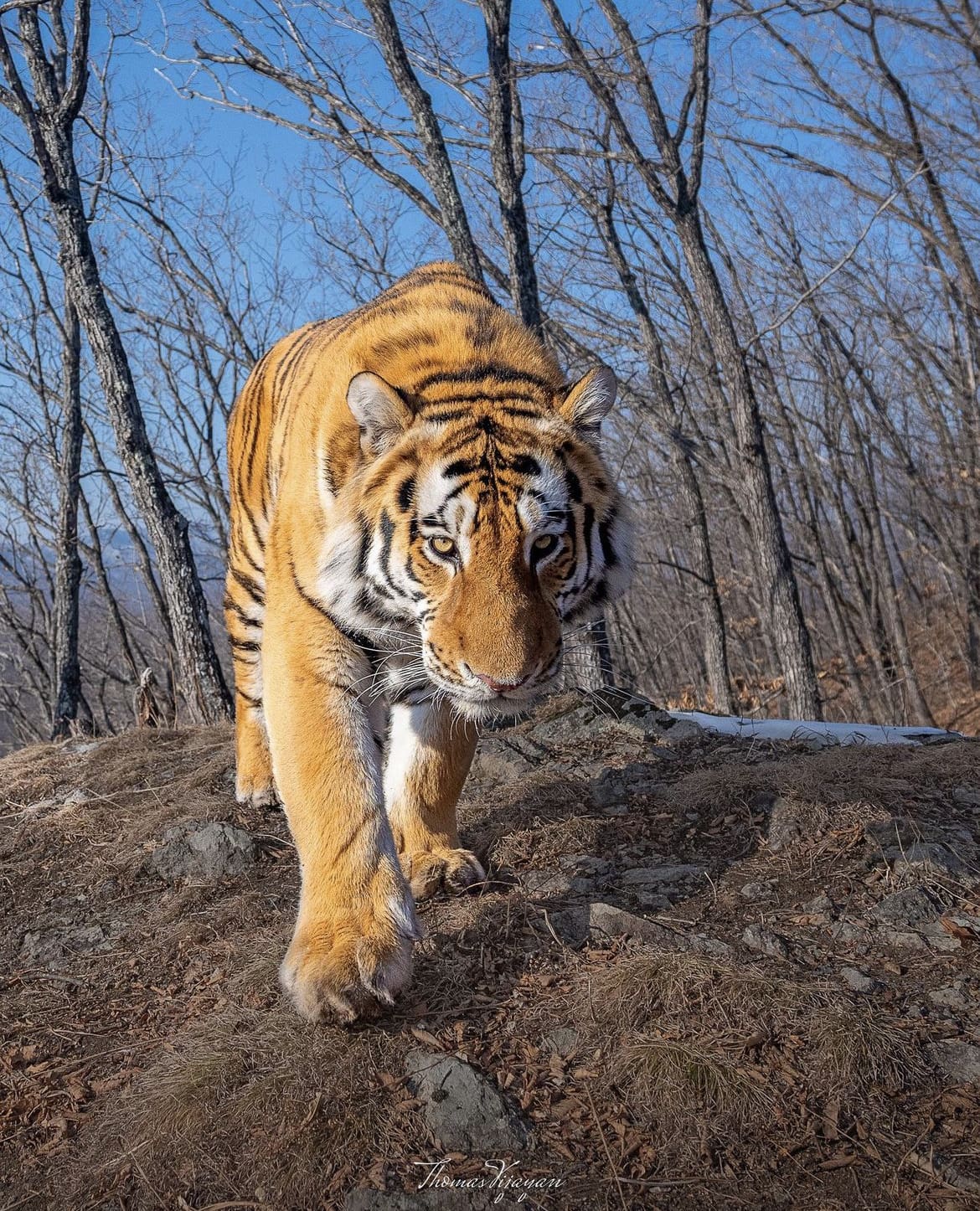 Tiger walking through the forest in the early morning
