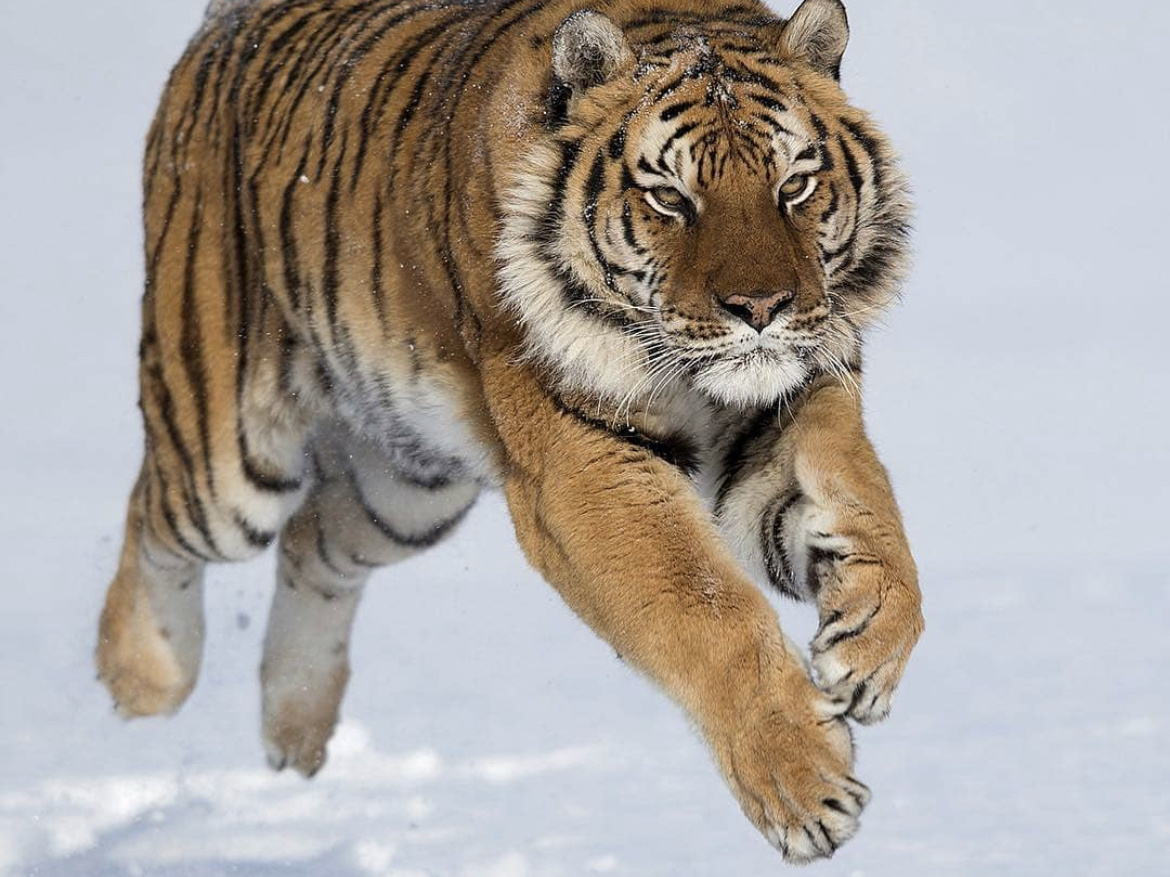 Siberian tiger jumping in the snow
