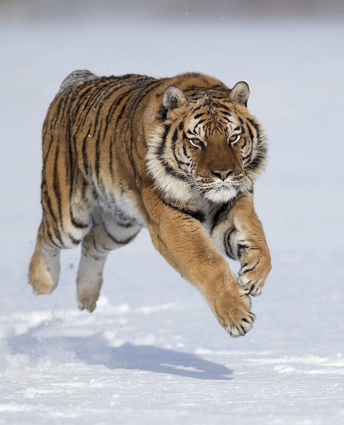 Siberian tiger jumping in the snow