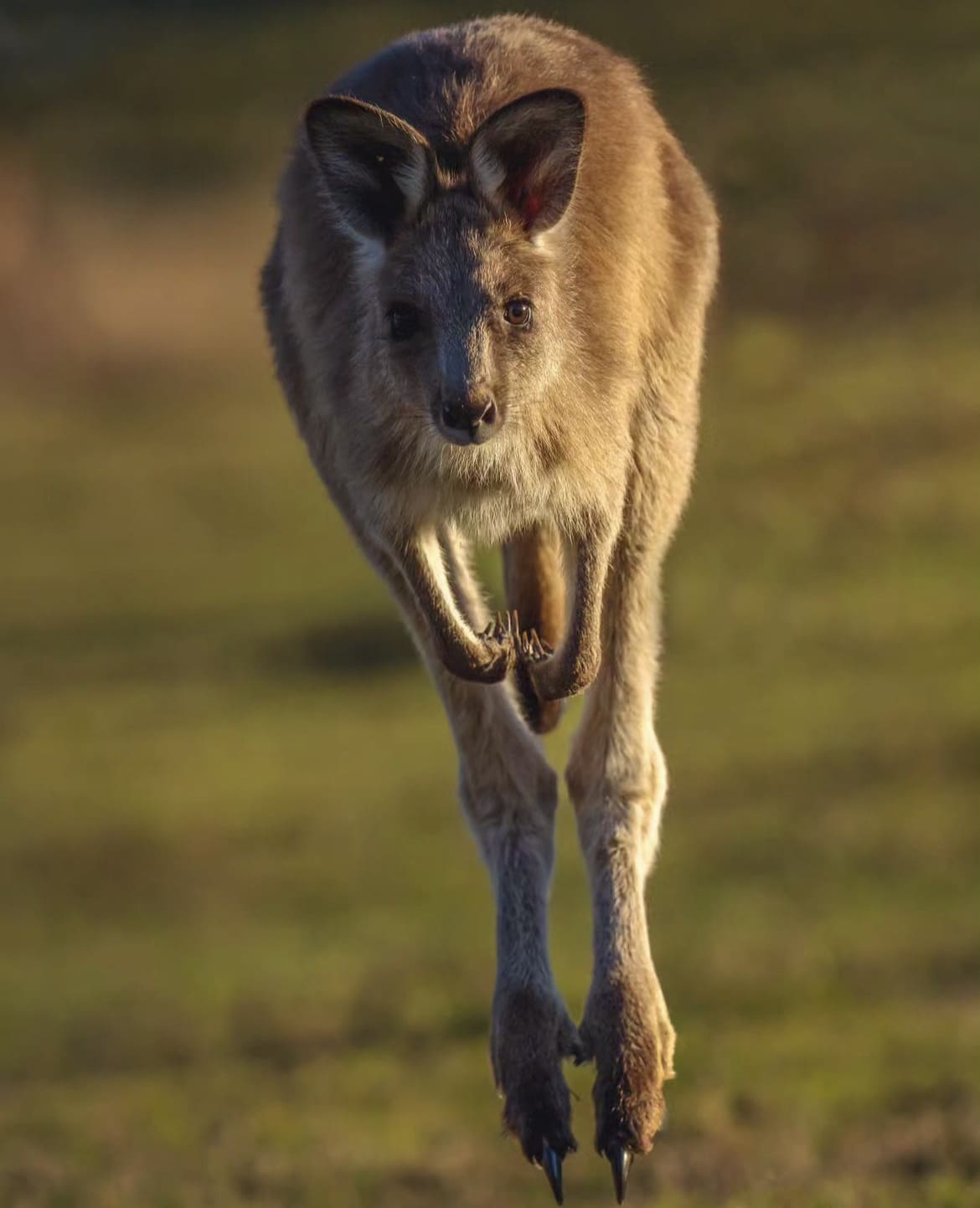 Young Kangaroo hopping through a field