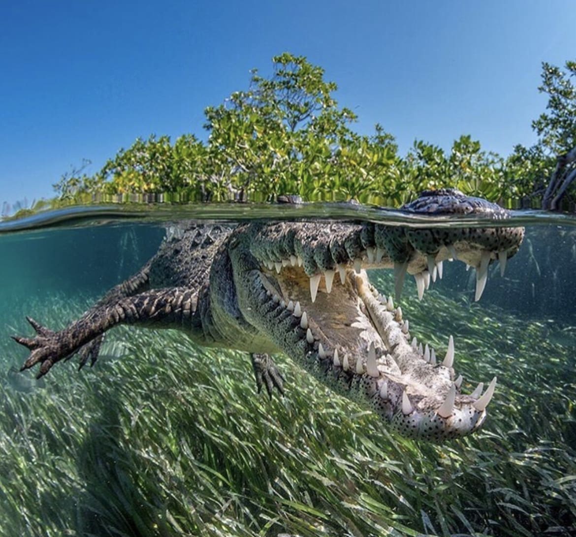 Saltwater crocodile - the most iconic animals in australia