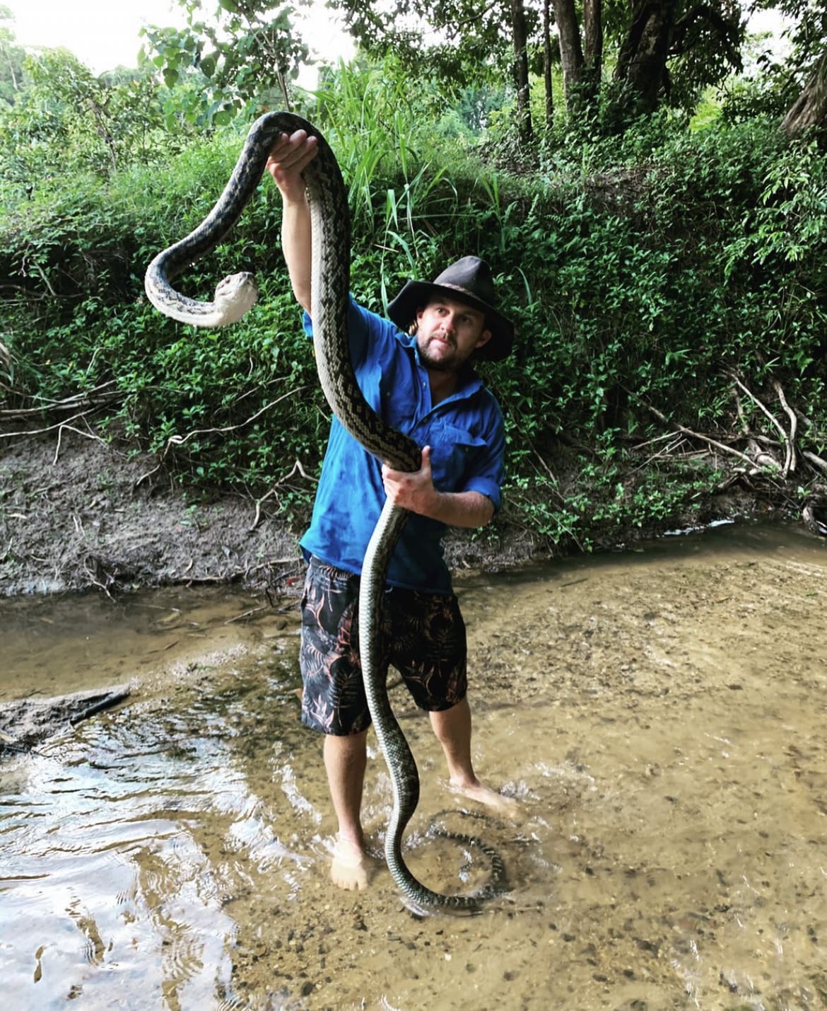 Large Scrub Python
