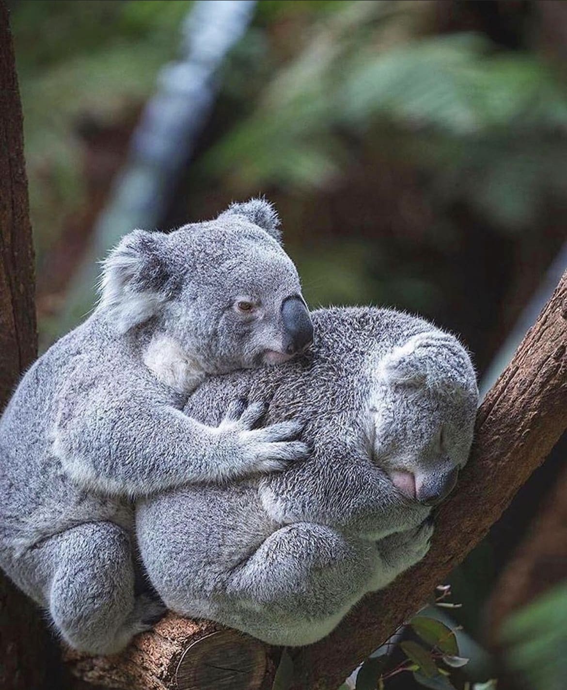 A relaxed pair of Koalas, sleeping in a Eucalyptus Tree - the most iconic animals in australia 