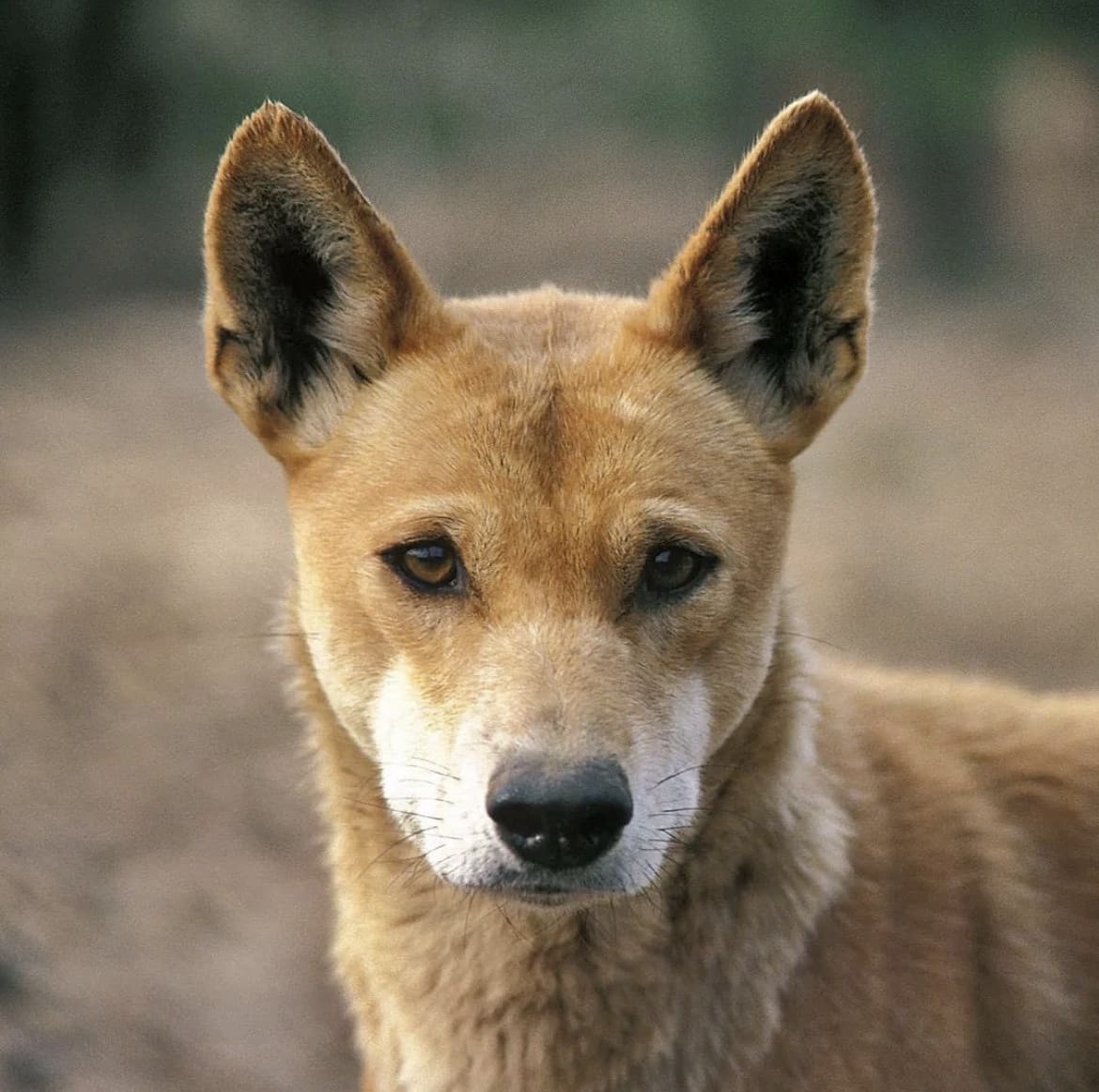 Wild Dingo in Australia