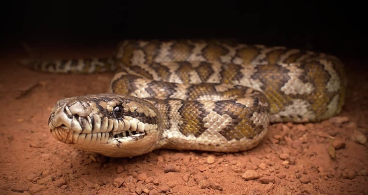 Darwin Carpet Python, one of the most iconic animals in australia
