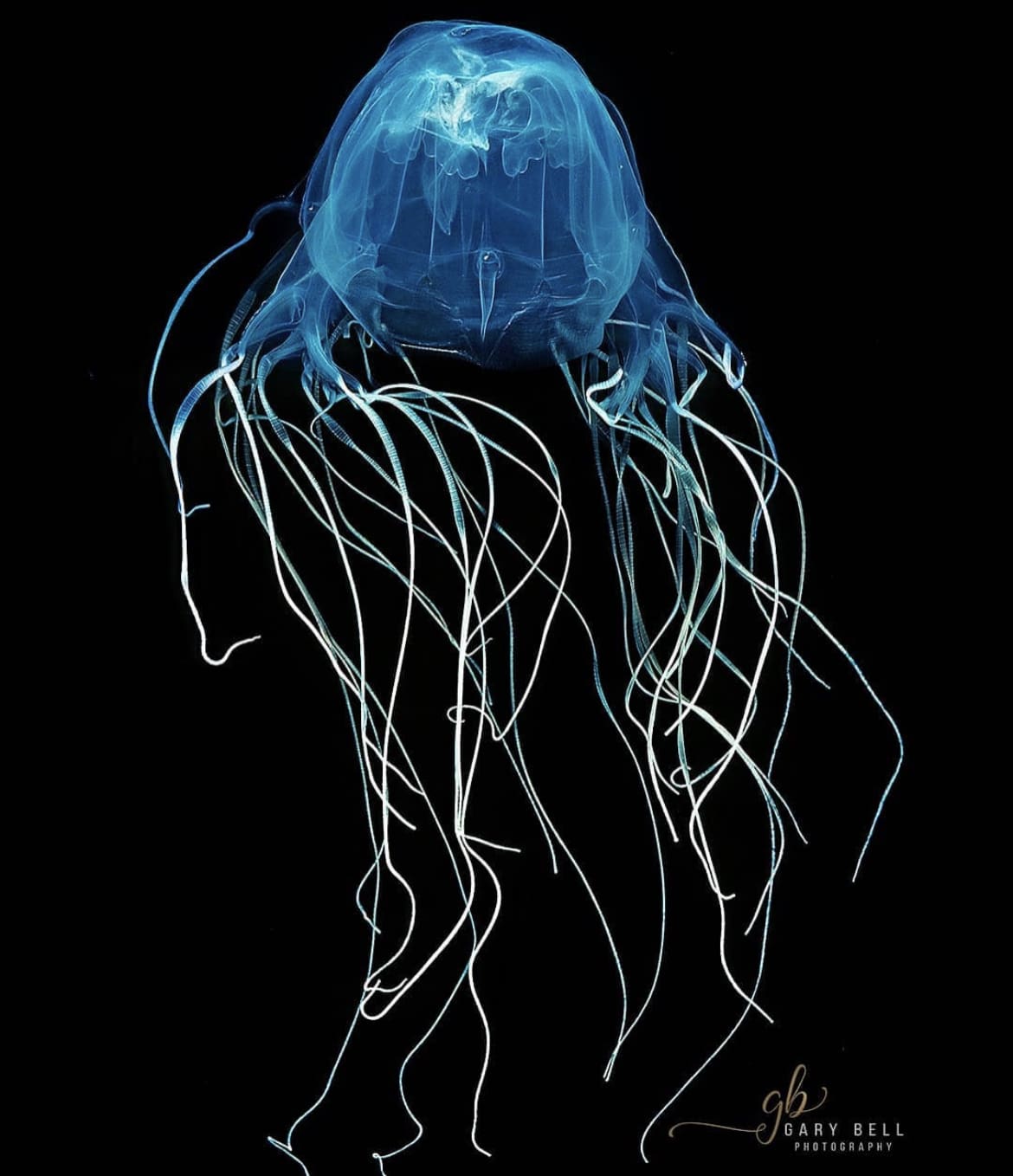 The Box Jellyfish - one of the most venomous animals on the planet