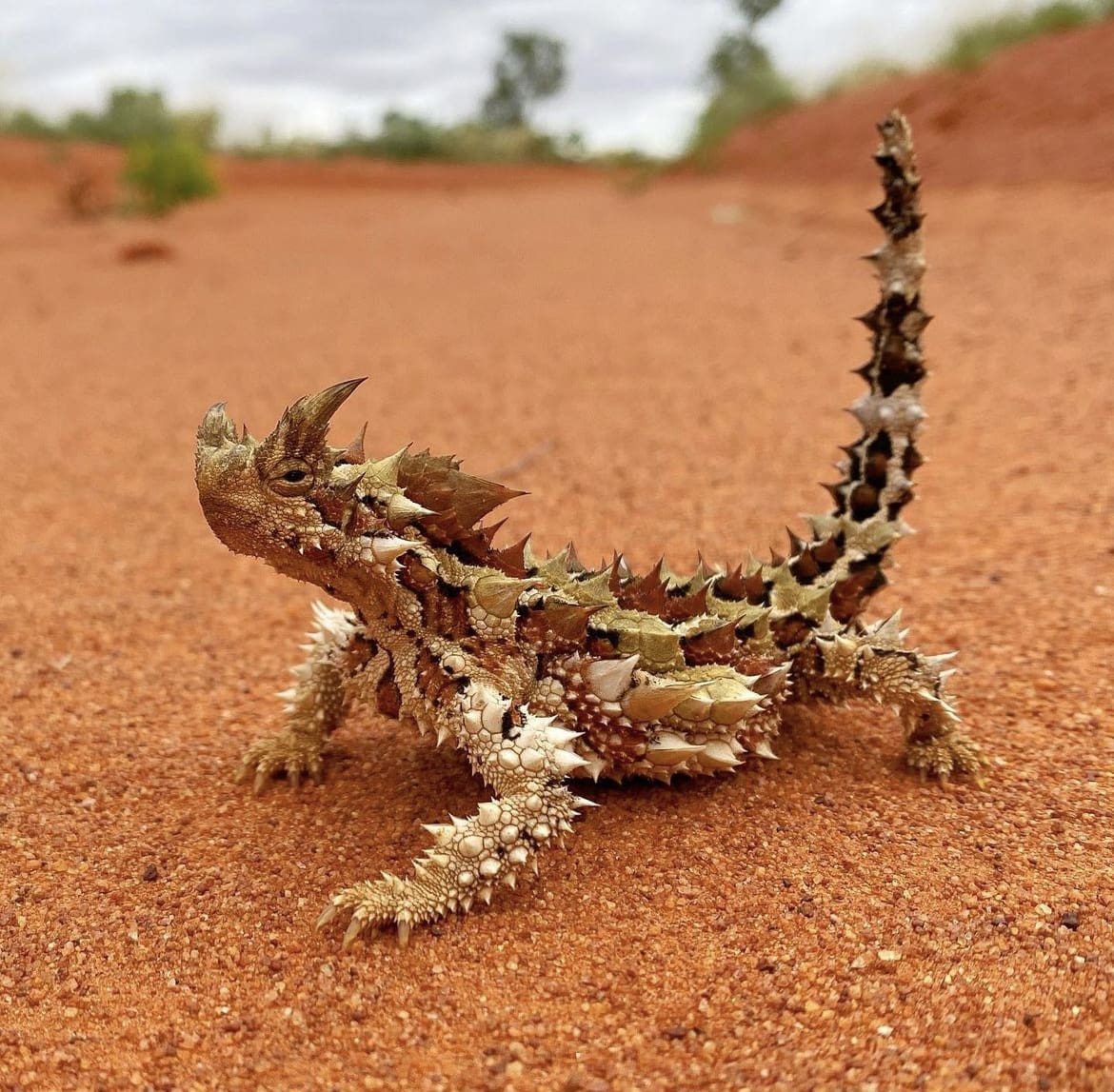 The Thorny Devil - one of the coolest animals on earth