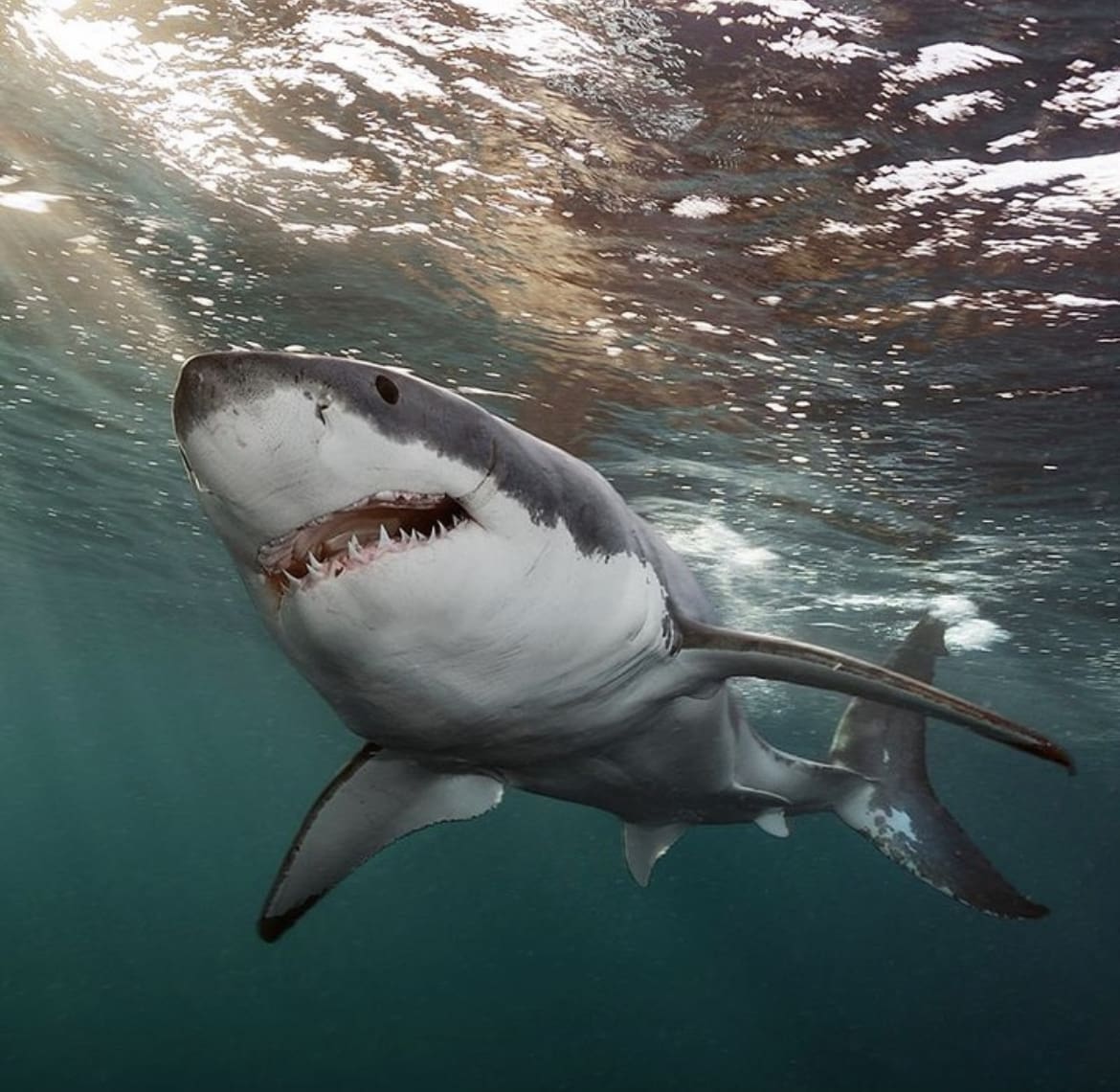 A Great White Shark swims through surface waters in the waters off South Australia