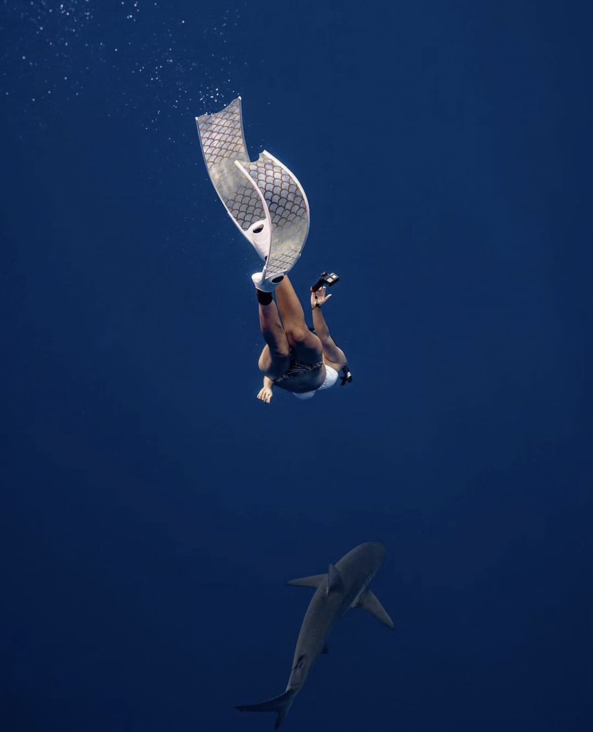 Freediving with sharks on Hawaii's North Shore