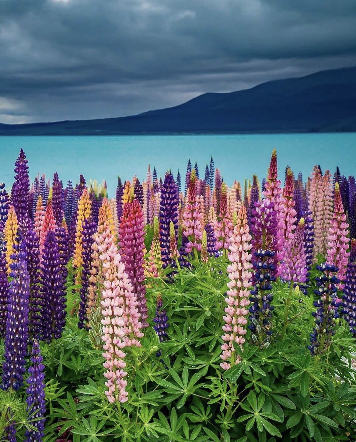 The beautiful colours around Lake Tekapo, a must-see place to visit in New Zealand