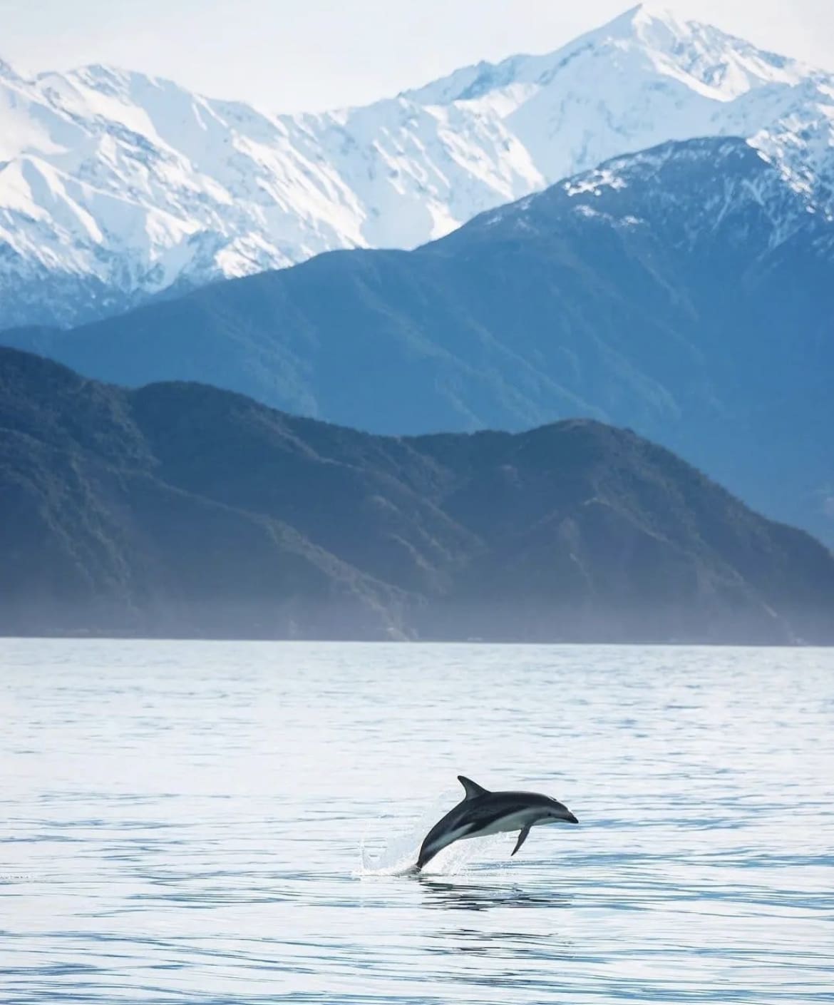 Dolphin playing in the water in Kaikoura