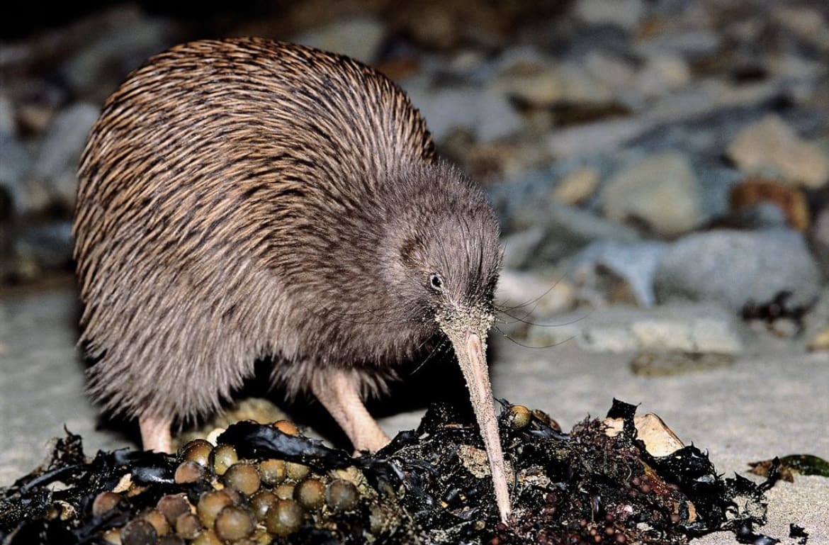 The kiwi is one of the most well-known animals in New Zealand