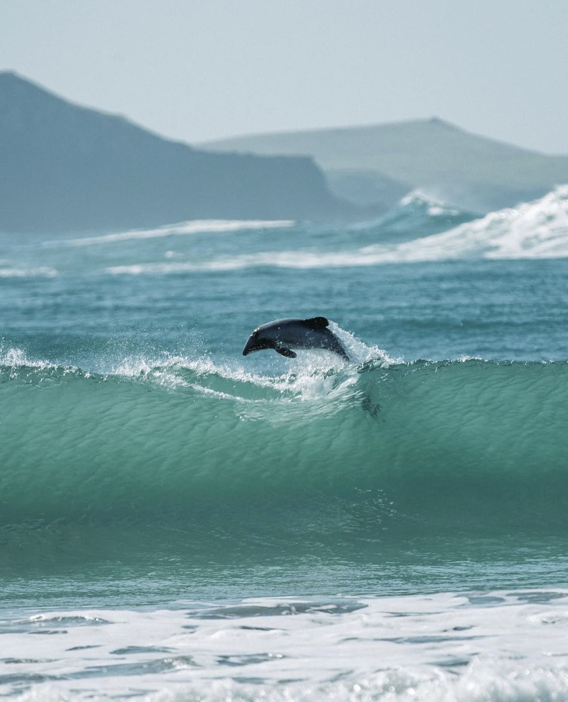 Hector's Dolphins playing in the waves