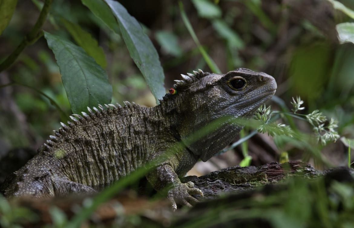 The dinosaur-like, Tuatara is one of the most unique animals in New Zealand