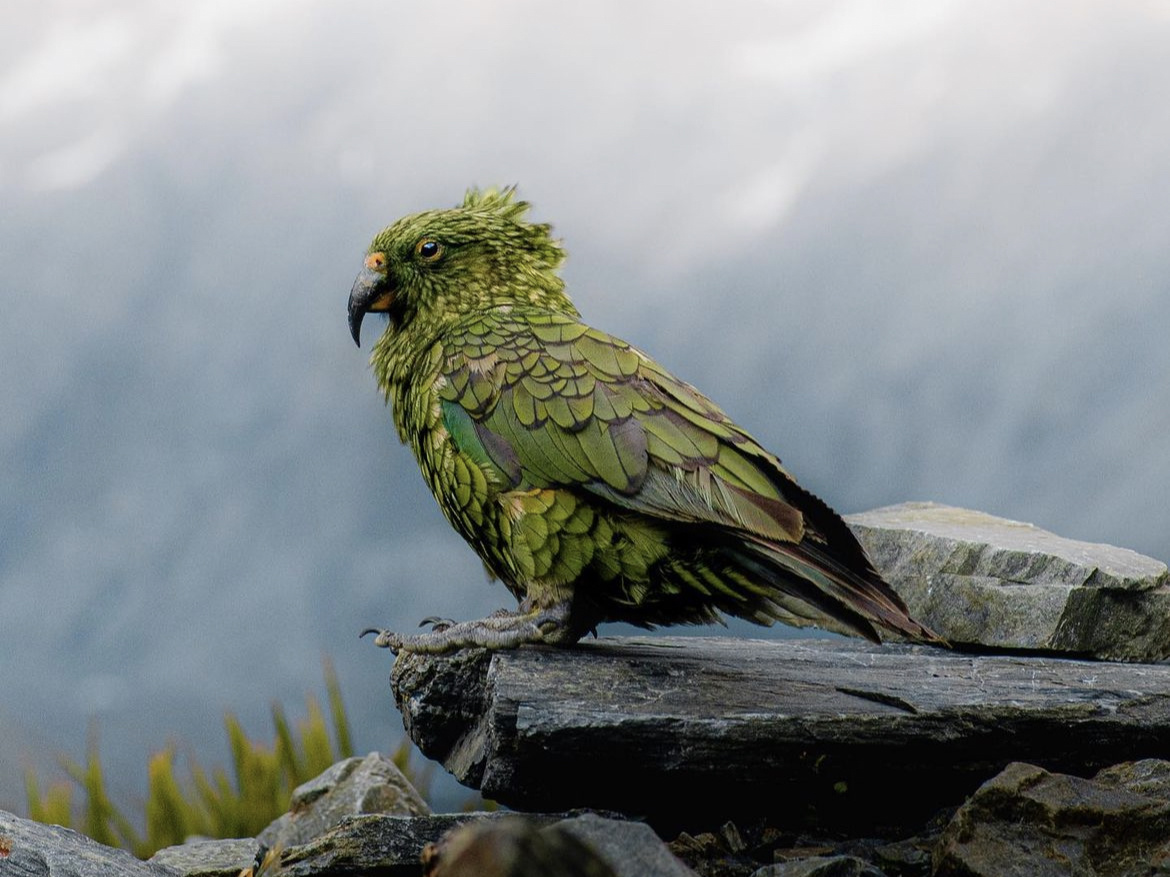 Kea parrot, New Zealand