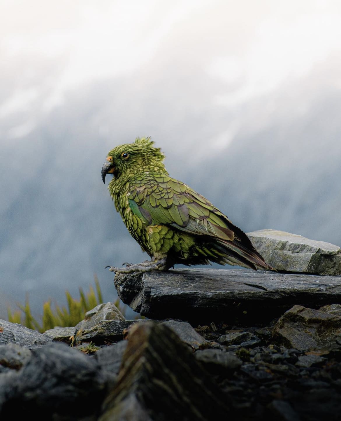 Kea parrot, New Zealand