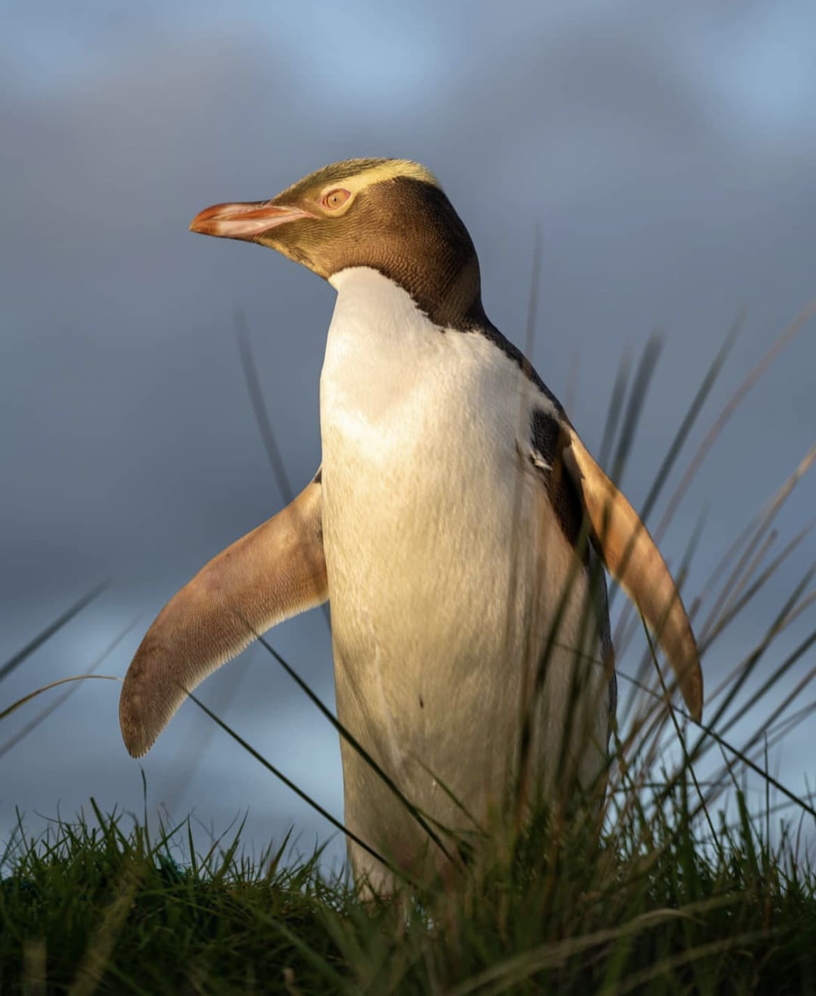 The Yellow-eyed Penguin 