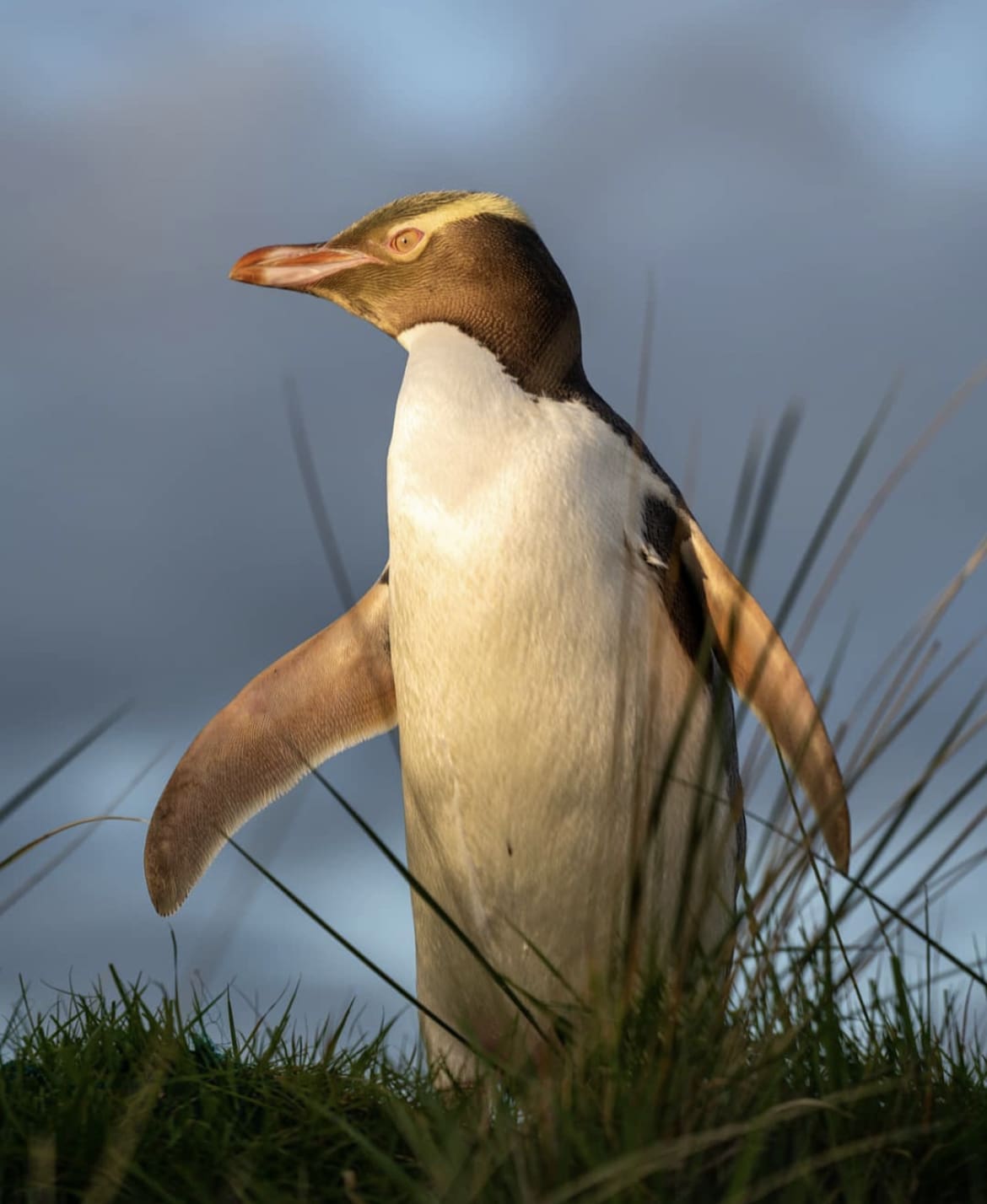 The Yellow-eyed Penguin