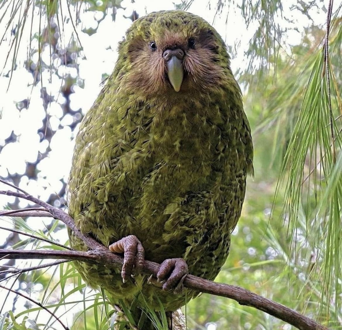 The Kakapo, or Owl Parrot, is the only non-flying member of it's species alive today
