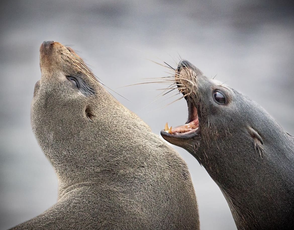 Young New Zealand fur seals play fighting on the coast