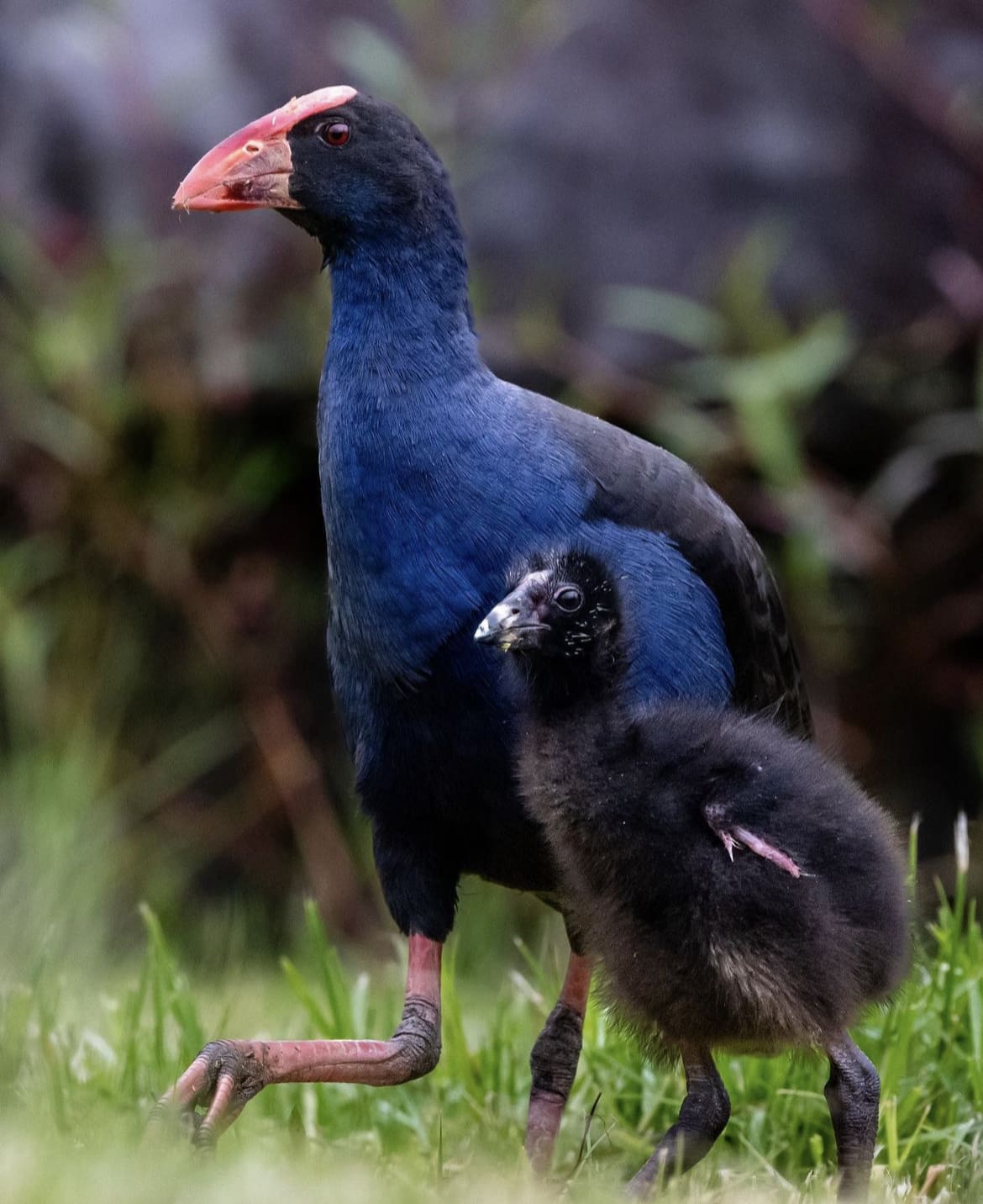 Mother and baby Pukeko
