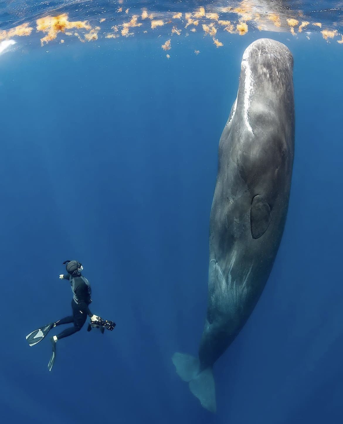 Spending time underwater with Sperm Whales