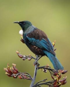 Wildlife in New Zealand - 13 Awesome Animals To Look Out For! | Wildest