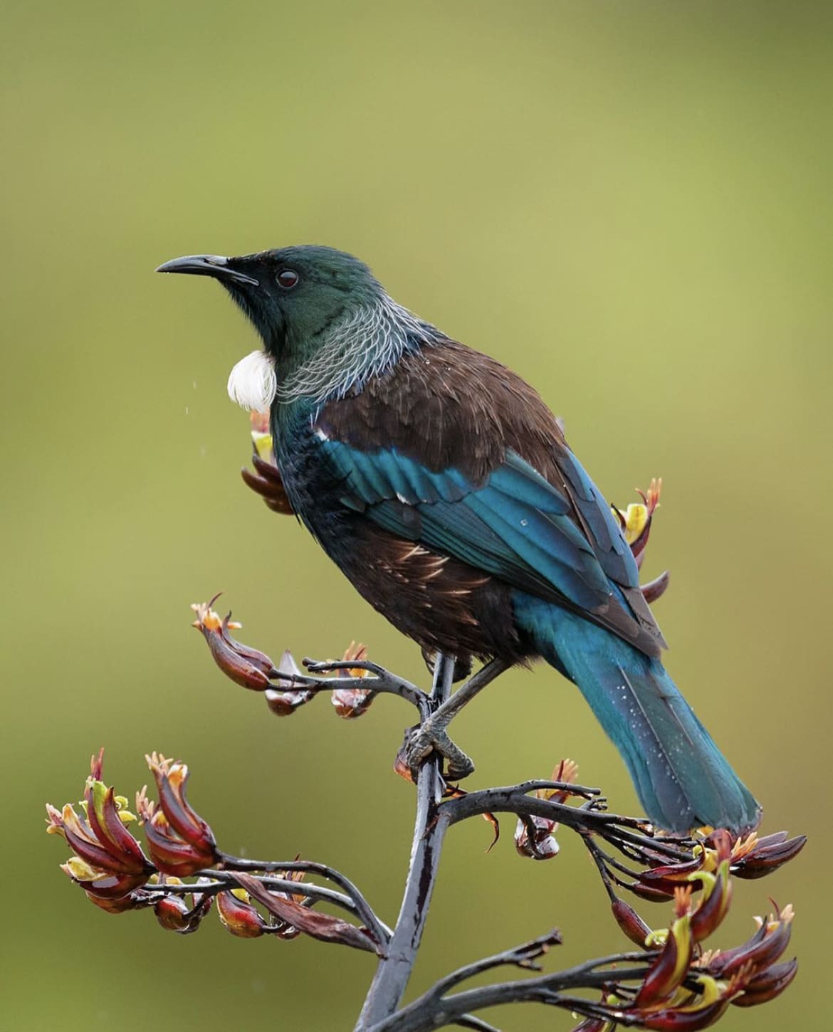 Tui bird - animals in New Zealand