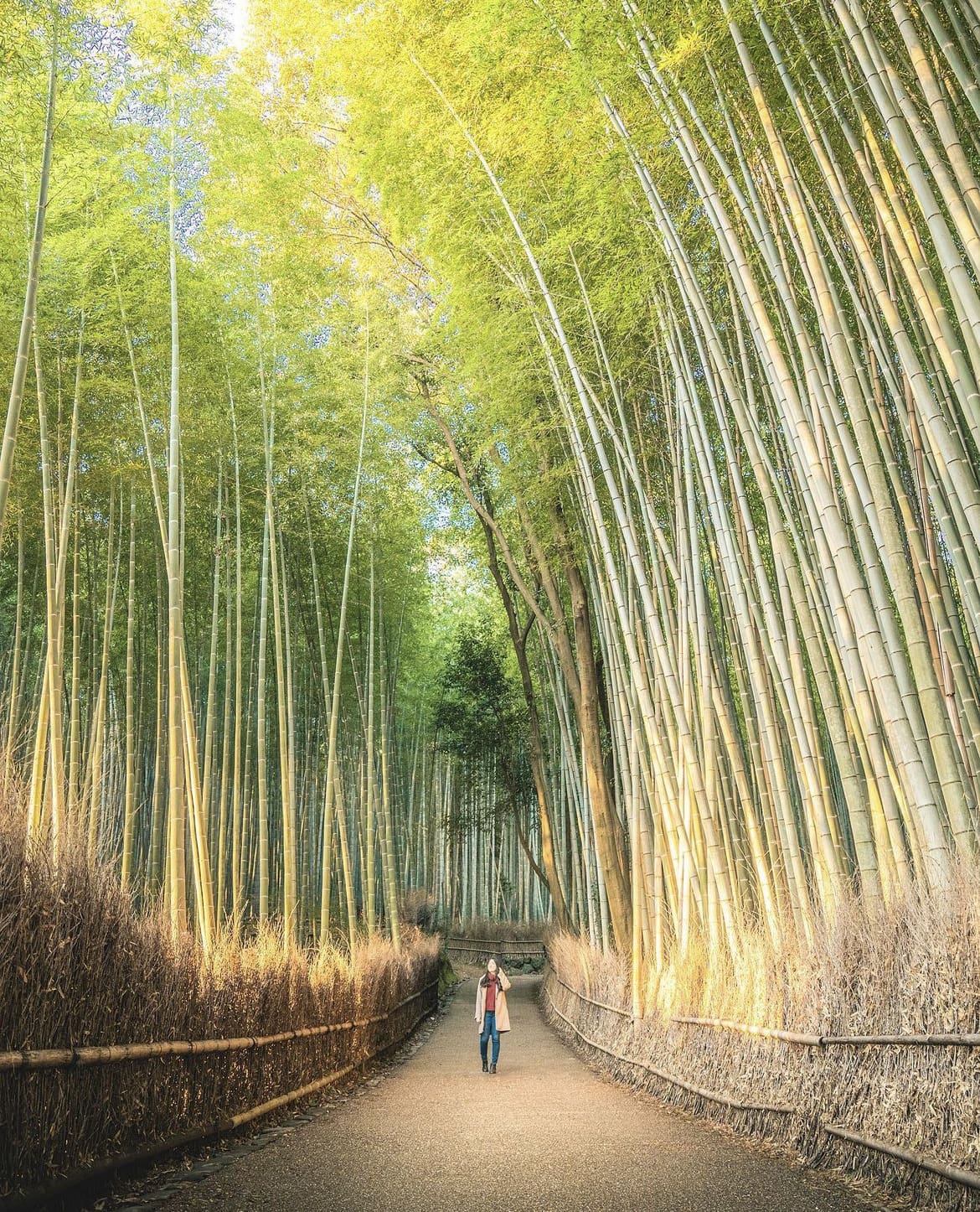 Bamboo Forest of Arashiyama
