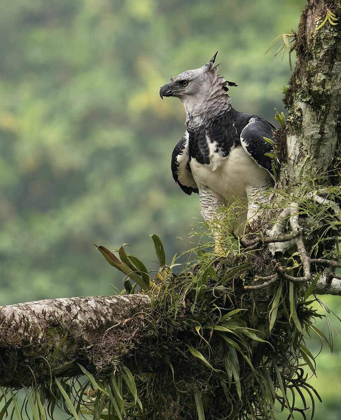 Harpy Eagle, the world's largest eagle