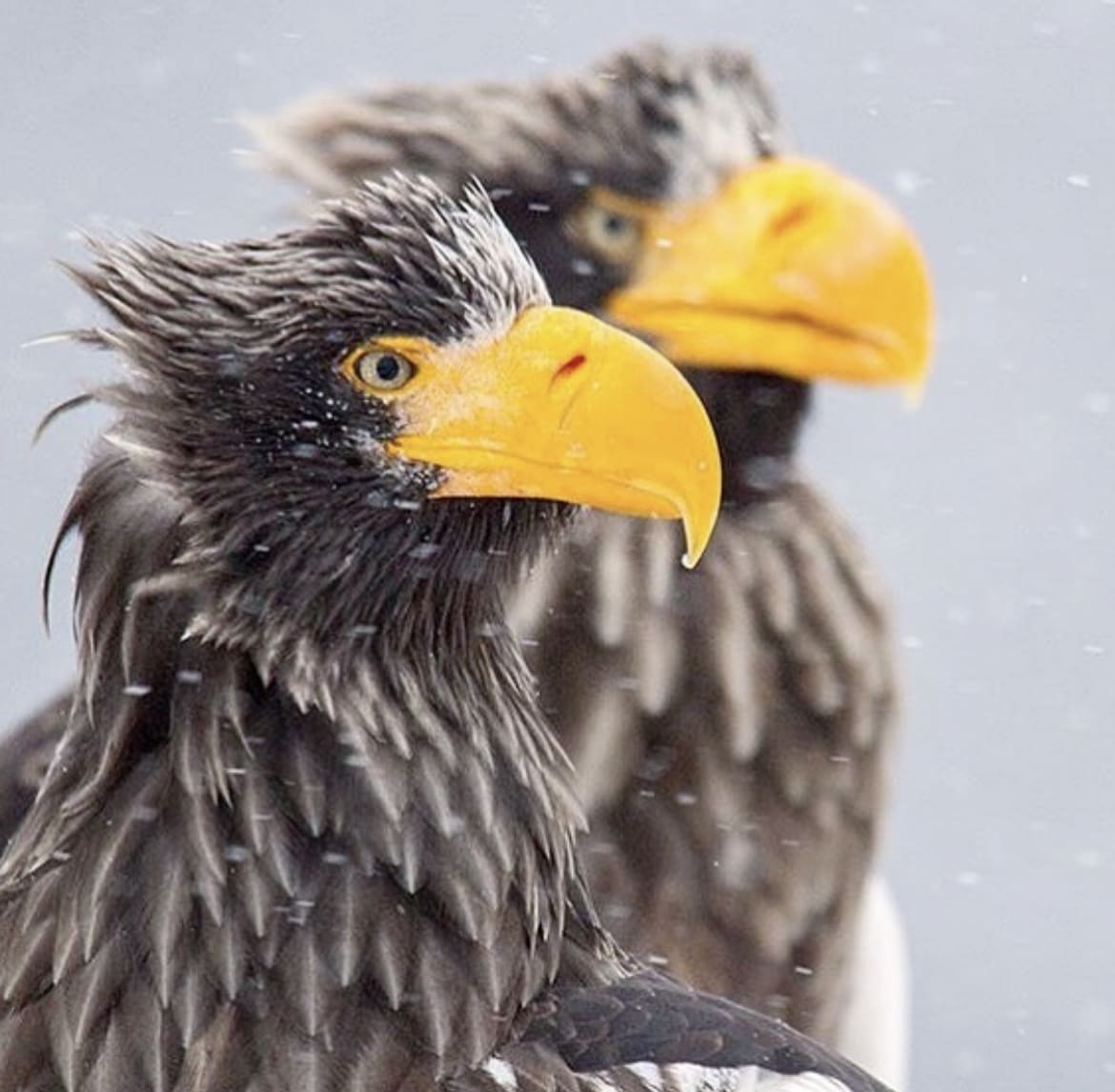 Stellars Sea Eagle Pair