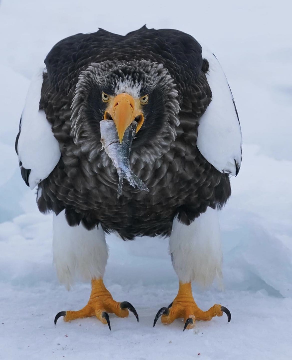 Stellar's Sea Eagle