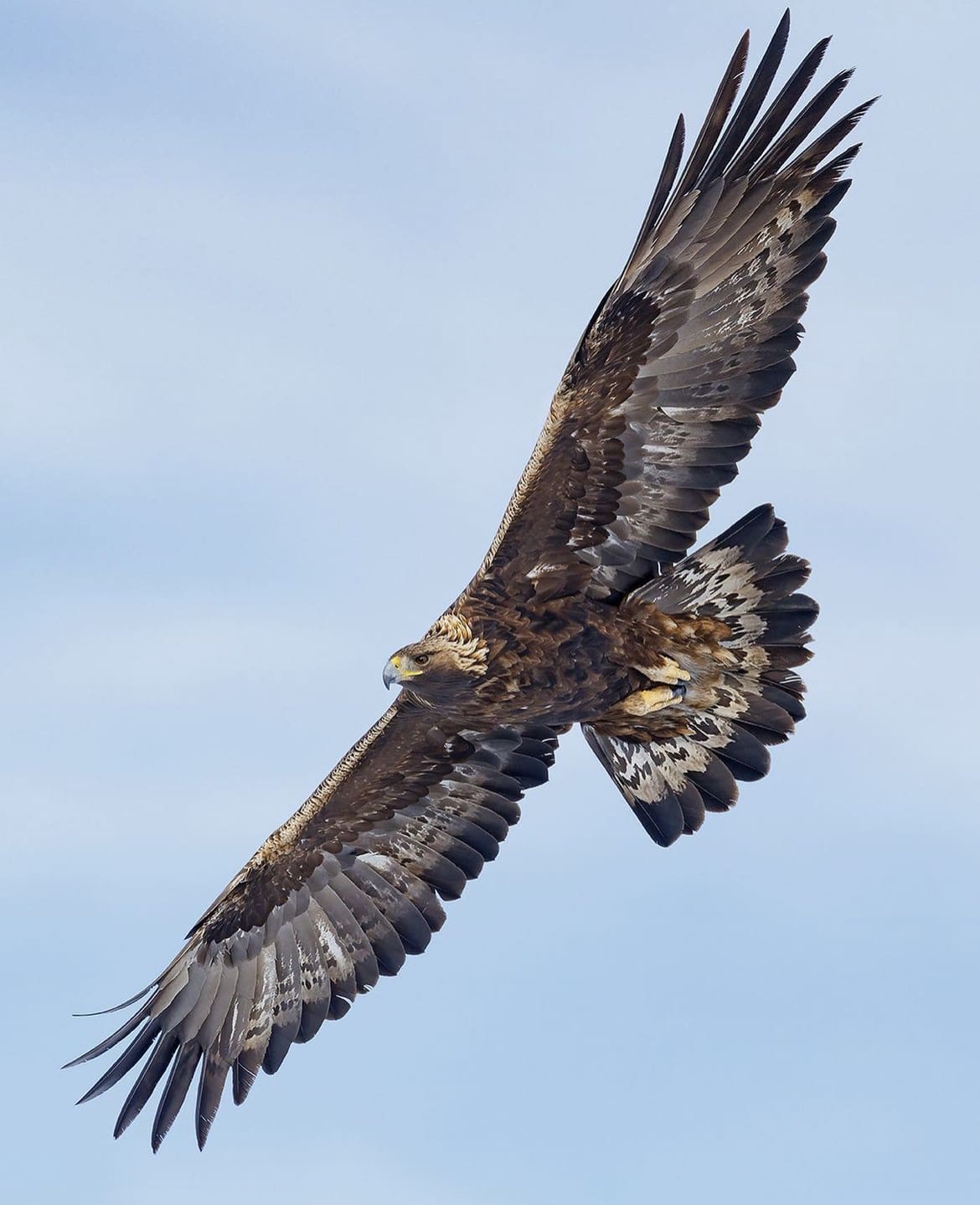 Golden Eagle