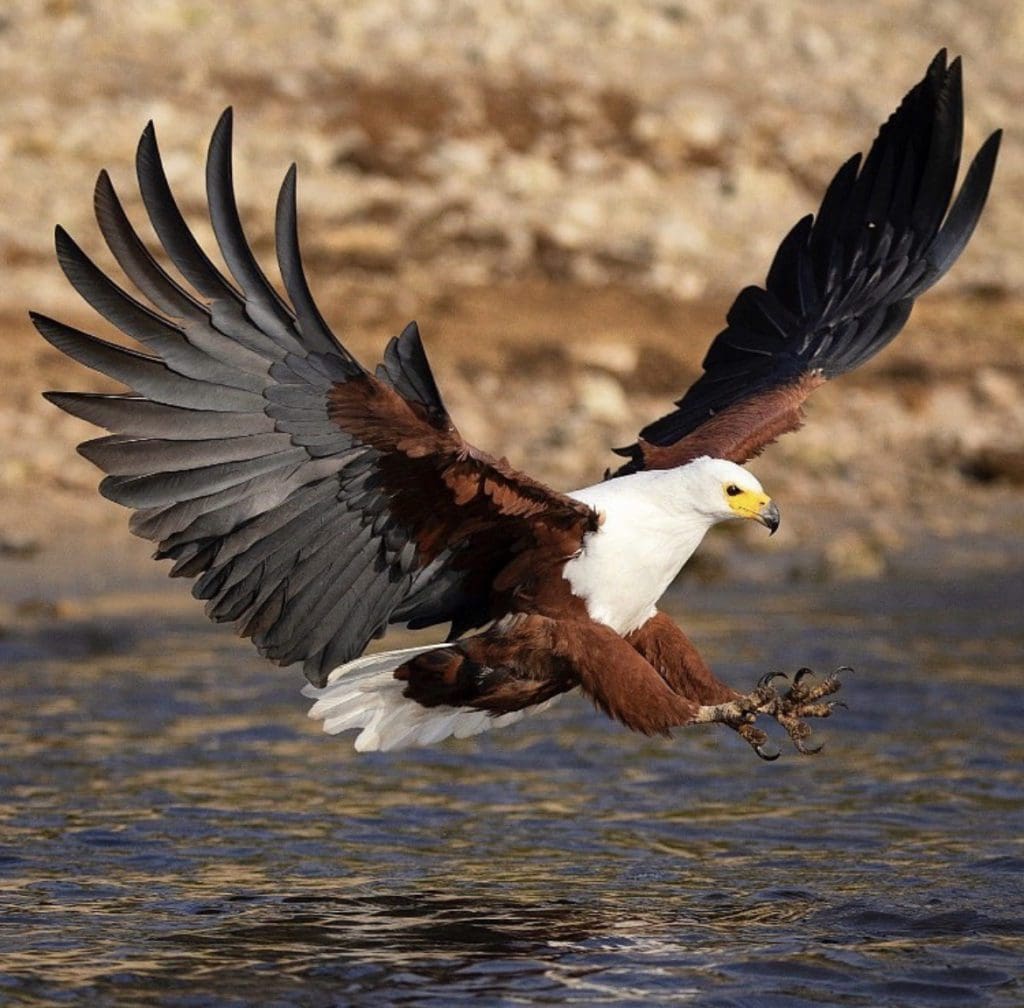 Discovering the Habitat of the World's Largest Eagles Wildest