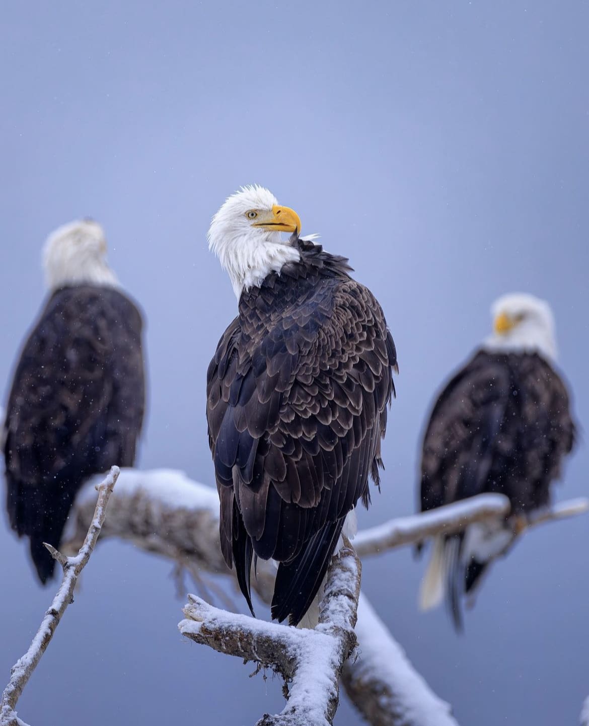 Bald Eagle Trio - the world's largest eagles