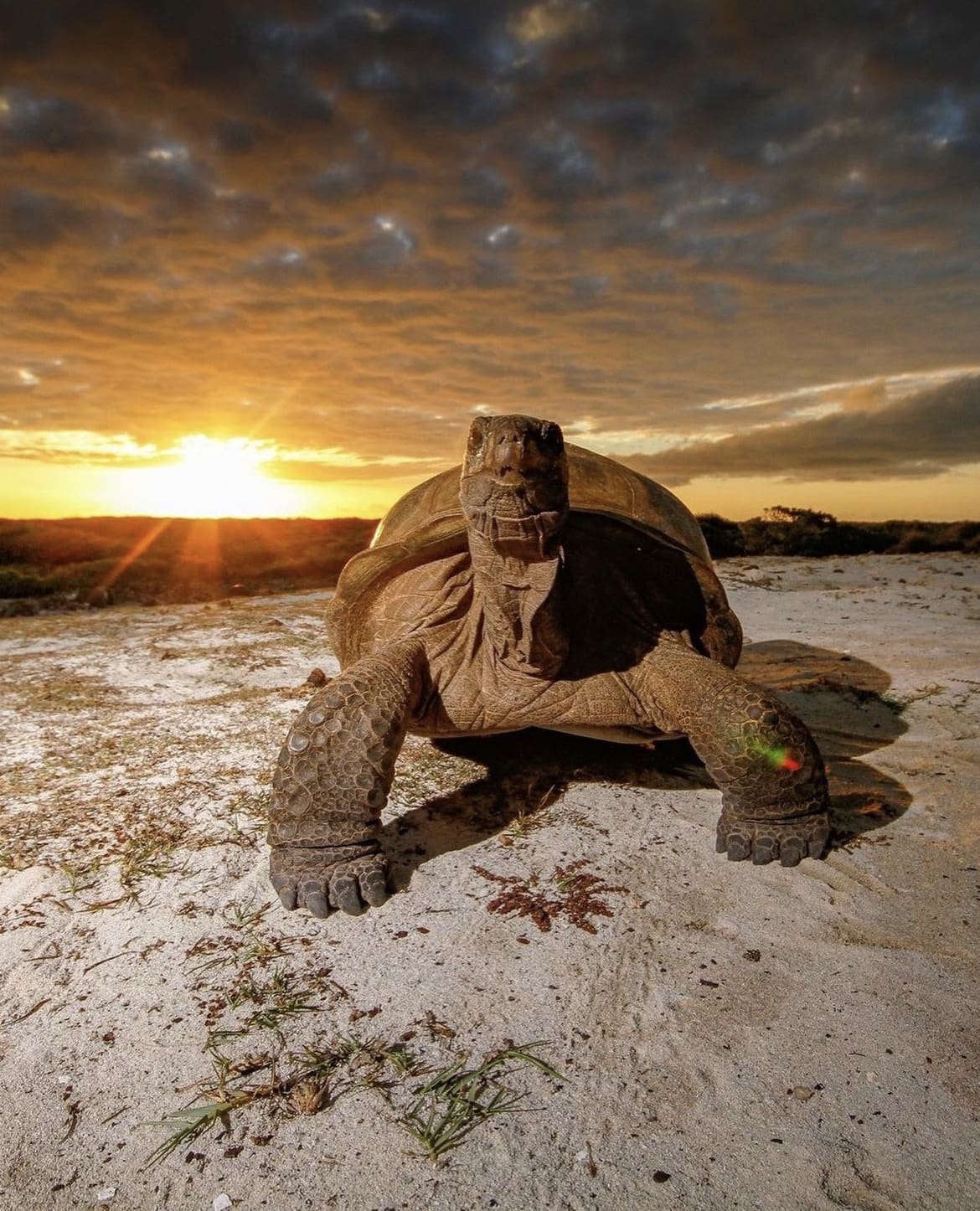 Tortoise, The Seychelles