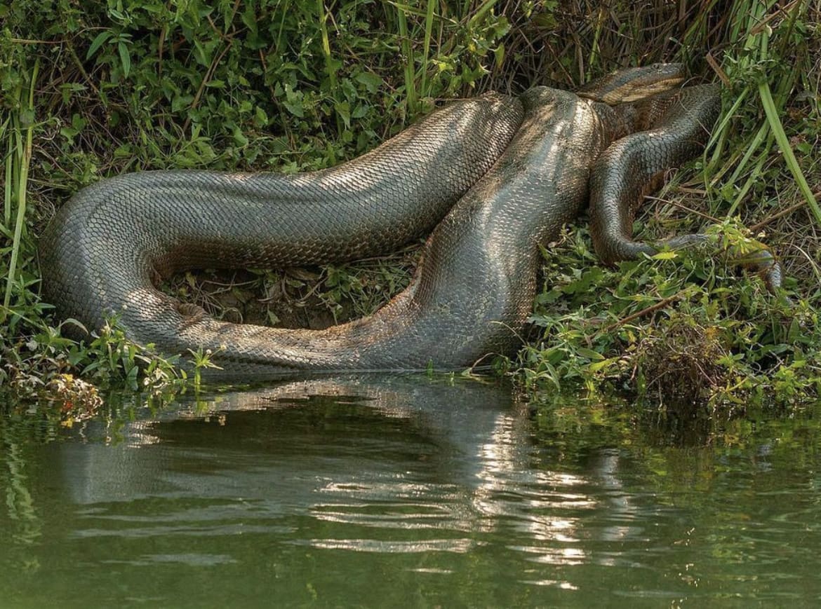Massive Anaconda in the Pantanal