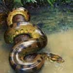 Get To Know The Anaconda