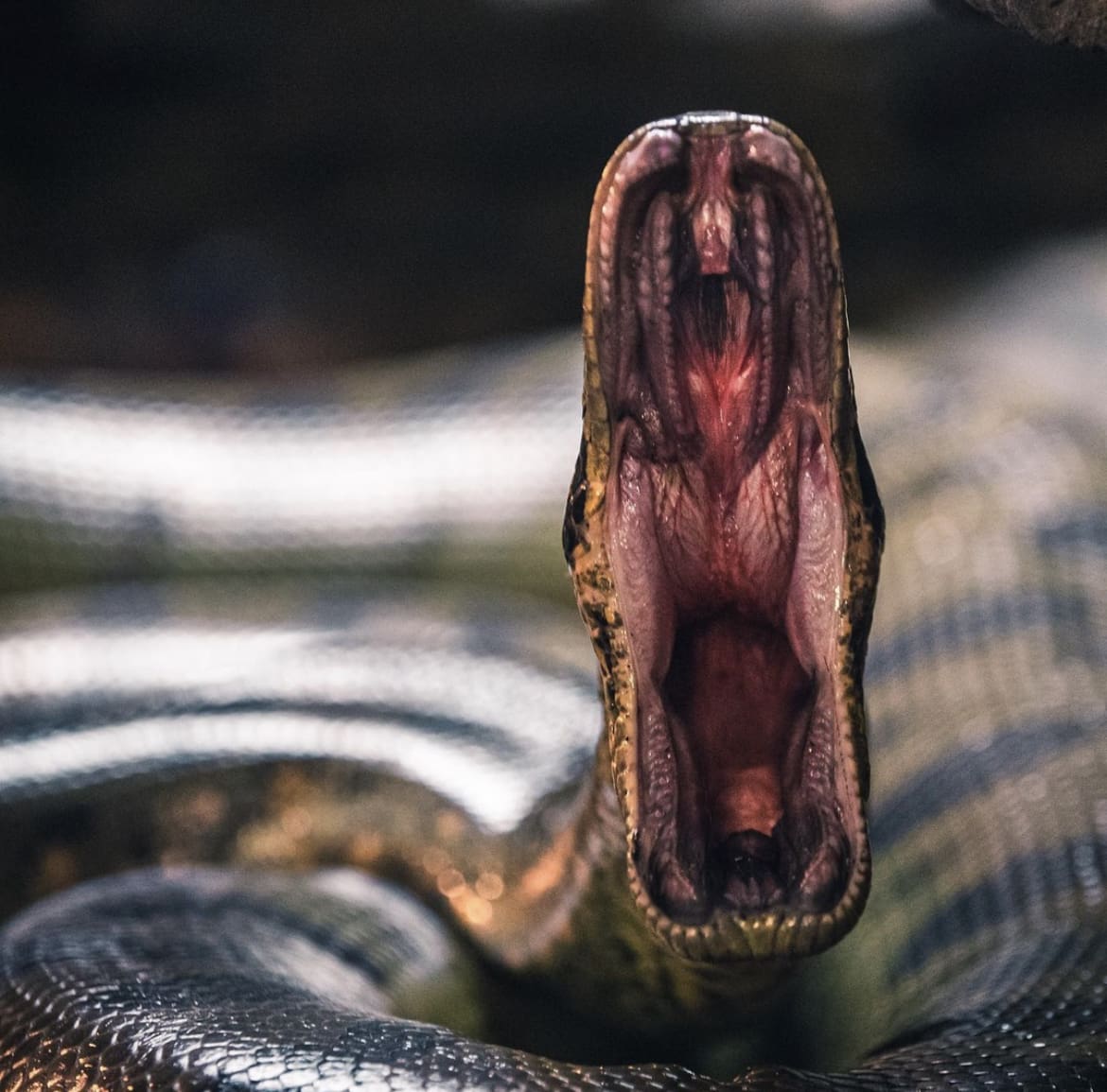 Large snake showing off it's impressive jaws with a huge yawn