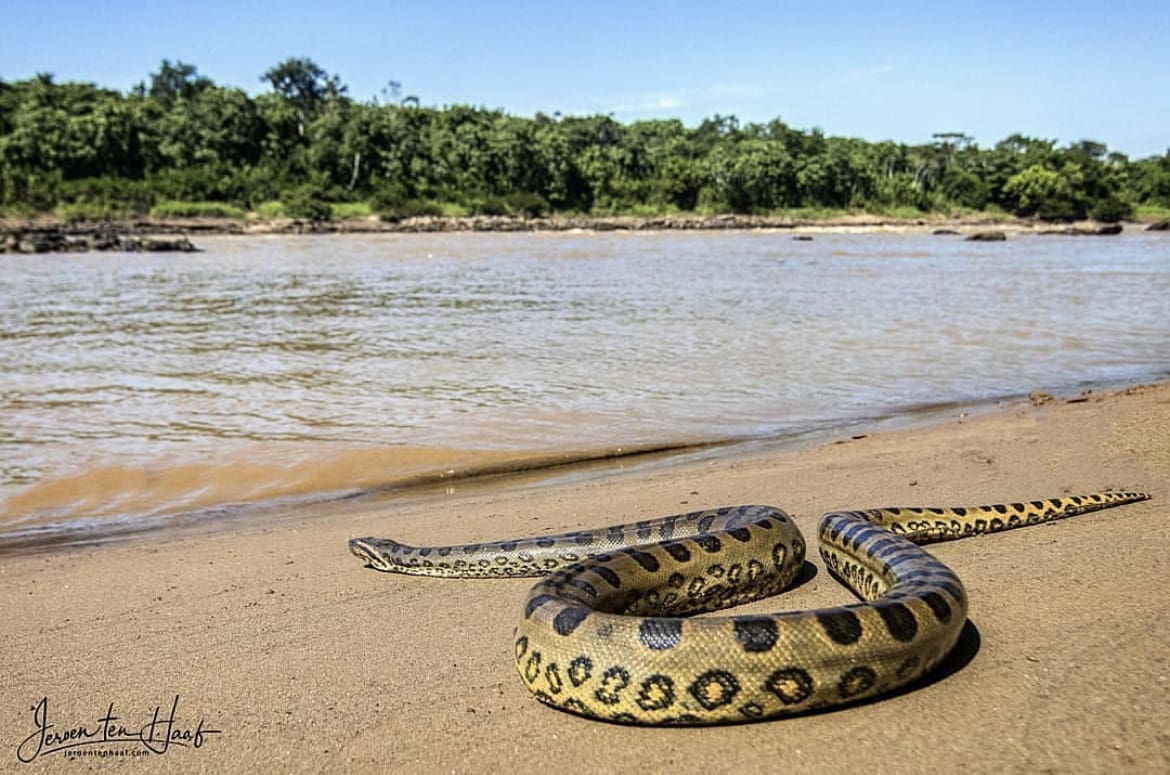 Get To Know The Anaconda | Wildest