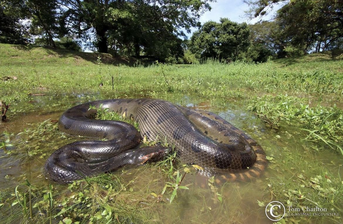 Anaconda in the swamp, Colombia