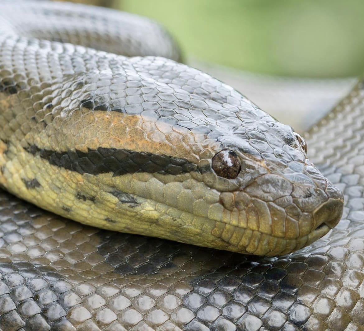 Green Anaconda Closeup