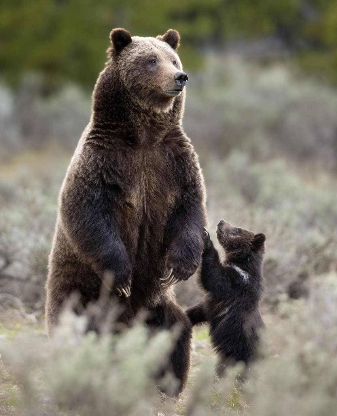 Mother Grizzly and her cub