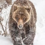 Get To Know The Grizzly Bear