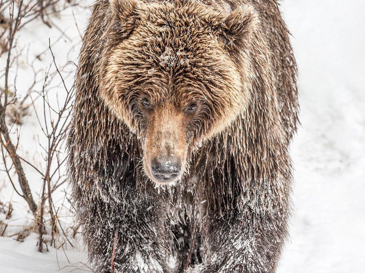 A large grizzly bear treads quietly through the snow